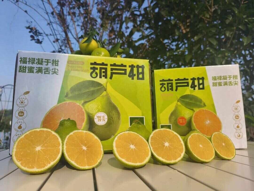 高校研究所賣柑桔,7天賣出25000斤!研究員:意外、沒想到